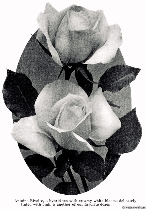 'Antoine Rivoire (hybrid tea, Pernet-Ducher, 1895)' rose photo