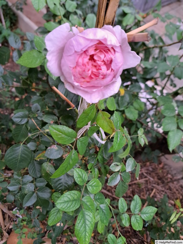'Silas Marner' rose photo