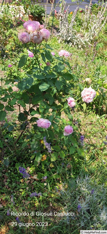 'Ricordo di Giosue Carducci' rose photo