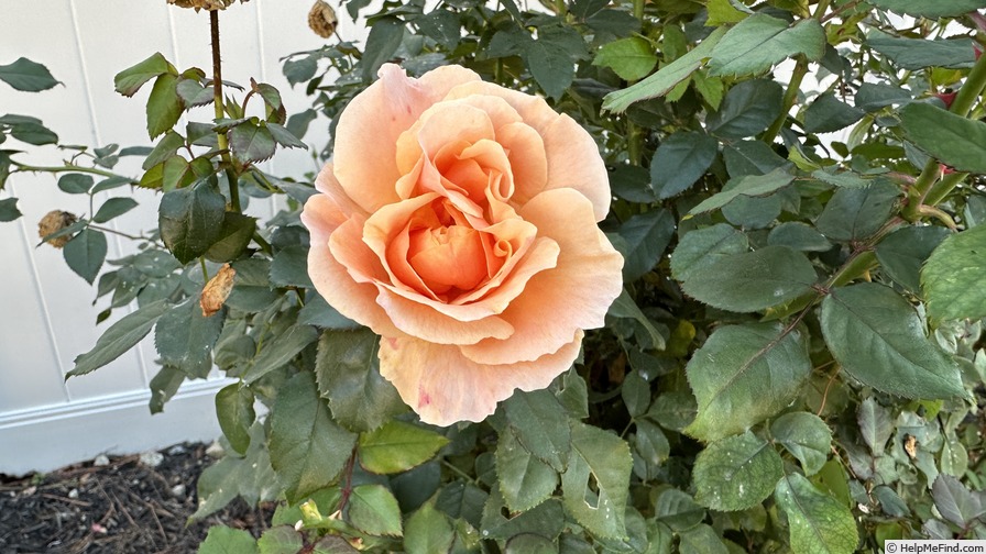 'Peach Perfection' rose photo