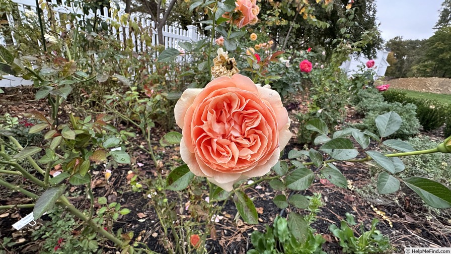 'Double Ambre' rose photo