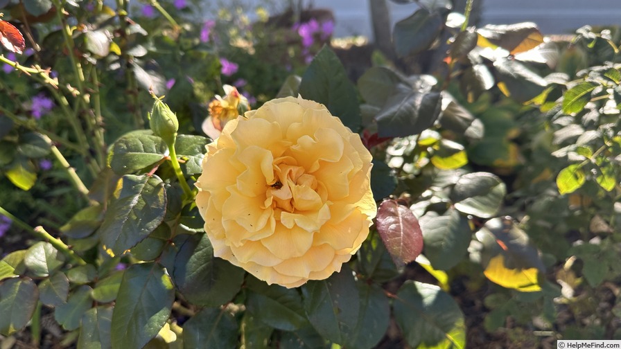 'Morning Glow (floribunda, Bedard before 2019)' rose photo