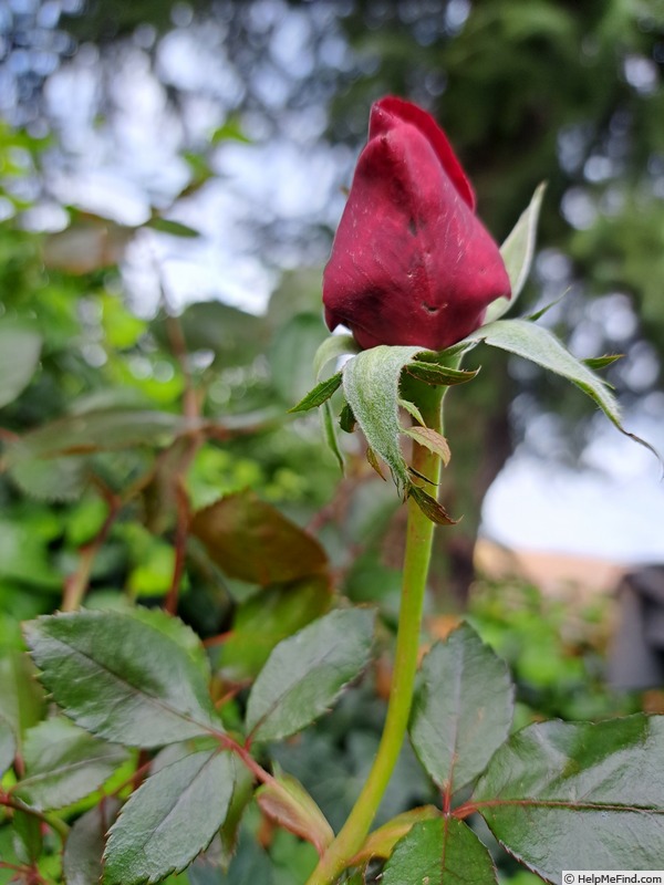 'Rouge Adam ®' rose photo