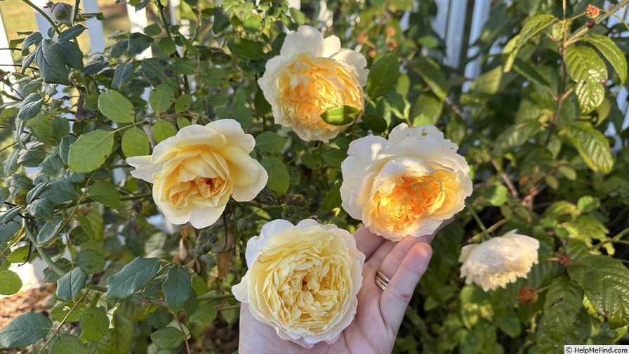 'The Poet's Wife ™' rose photo