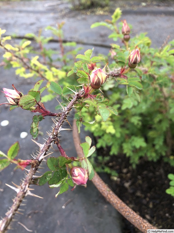 'AKA 1-20' rose photo
