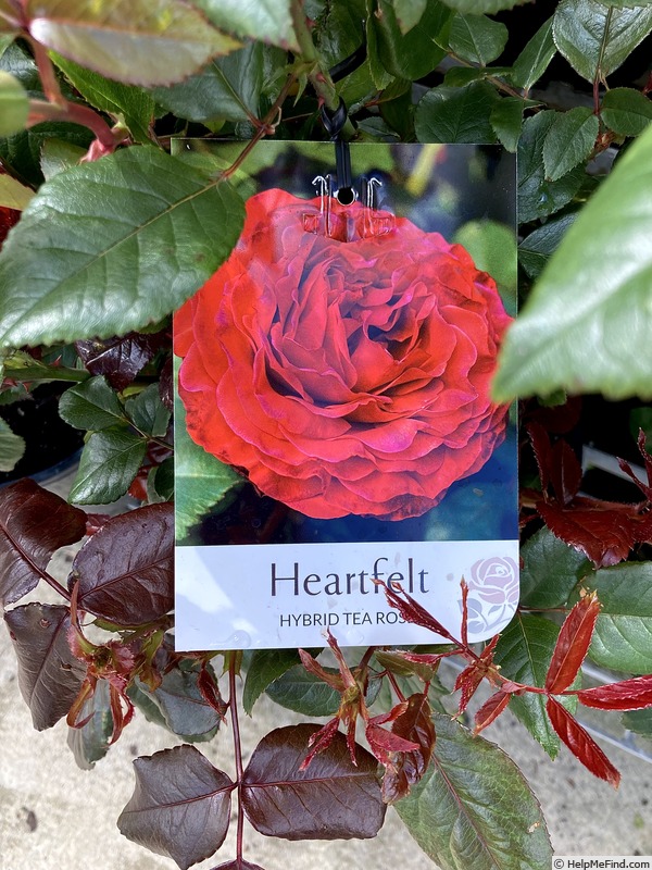 'Heartfelt' rose photo