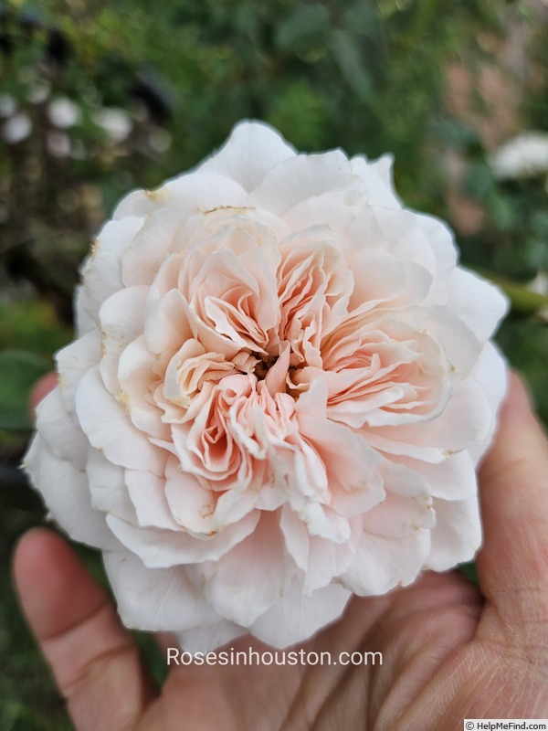 'Silas Marner' rose photo