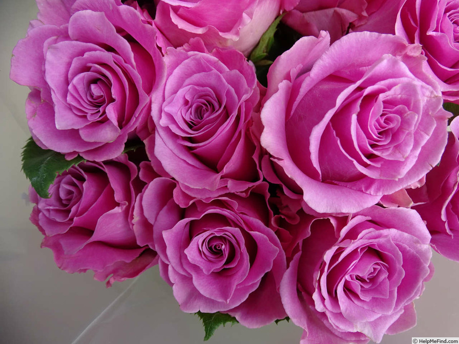 'Breathless ® (florists rose, Tantau)' rose photo