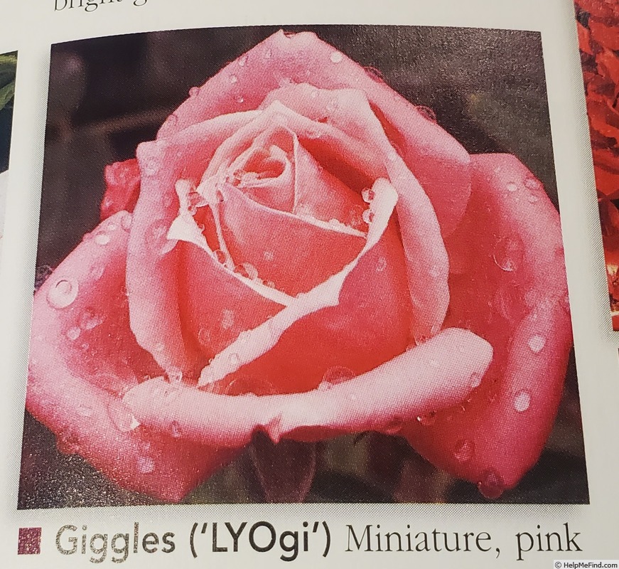 'Giggles (miniature, Lyon, 1982)' rose photo