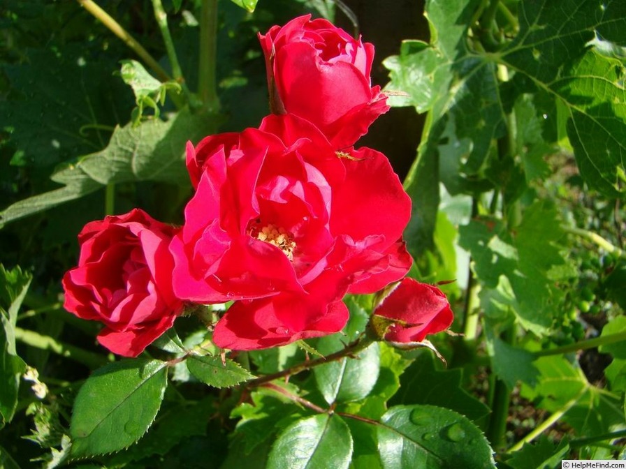 'Major Vincent Sklenka' rose photo