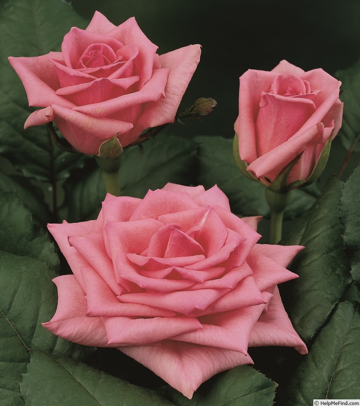 'Pashmina (florists rose, Kordes 2001)' rose photo