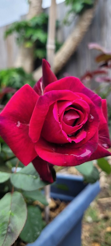 'Brindabella's The Nightbird' rose photo