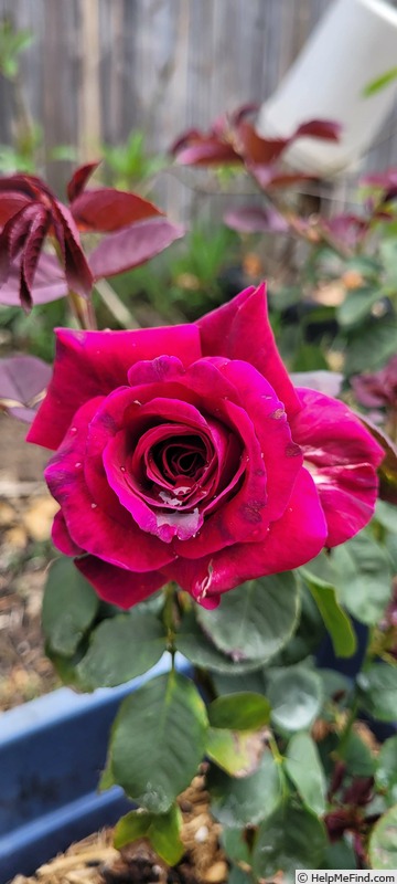 'Brindabella's The Nightbird' rose photo