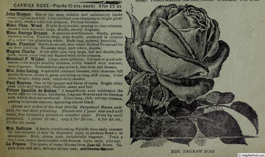 'Mrs. DeGraw' rose photo