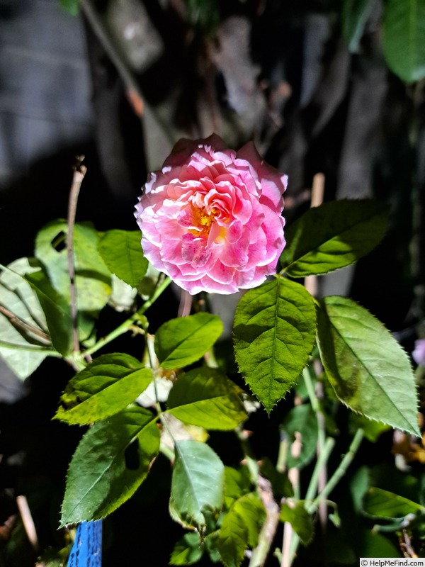 'Abbatiale de Pontigny ®' rose photo