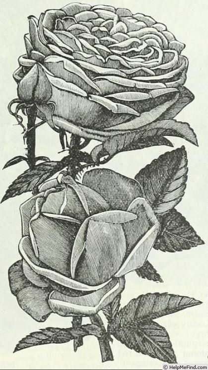 'Mrs. Degraw' rose photo