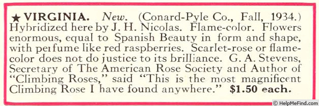 'Virginia (LCl, Nicolas, 1934)' rose photo