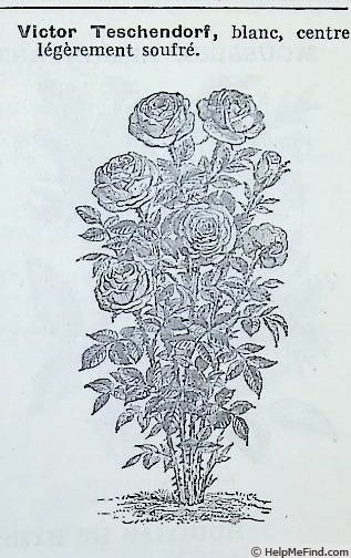 'Victor Teschendorff (hybrid tea, Ebeling, 1917)' rose photo