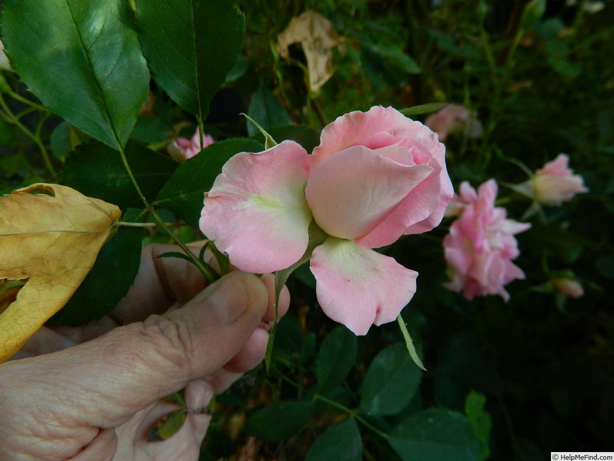 'Porcelain Rose' rose photo