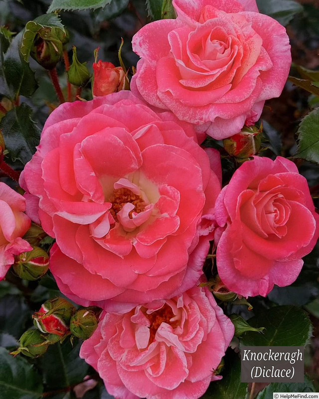 'Knockeragh' rose photo