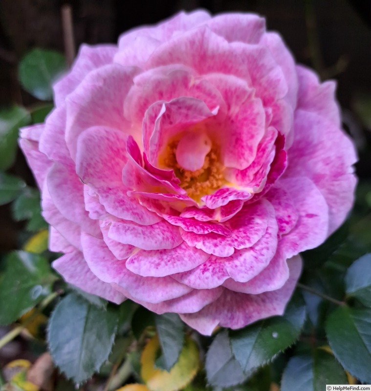 'Abbatiale de Pontigny ®' rose photo