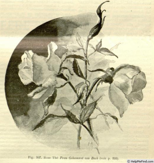 'Frau Geheimrat von Boch' rose photo