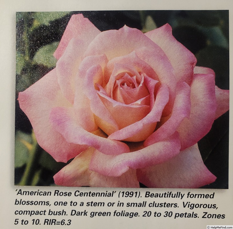 'American Rose Centennial (hybrid tea)' rose photo