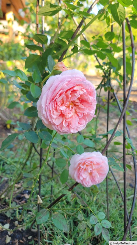 'AUScot' rose photo