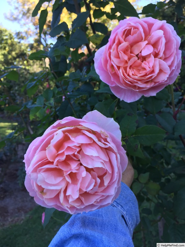 'Phoenix' rose photo