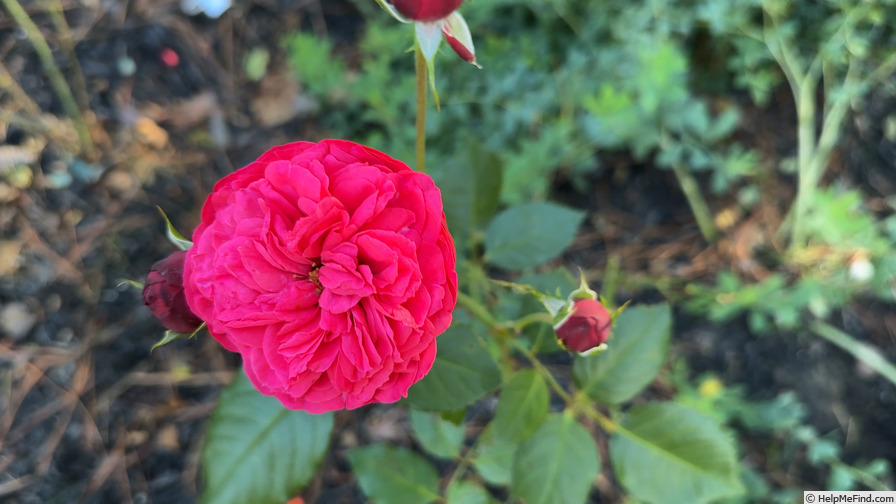 'Piano ® (hybrid tea, Evers/Tantau, 1998)' rose photo