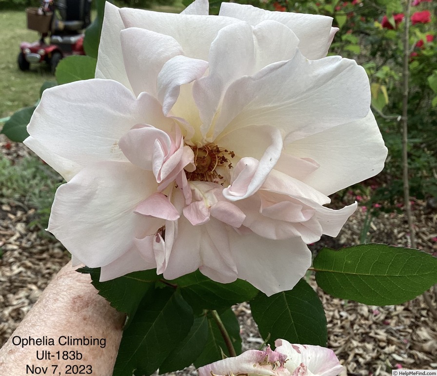 'Ophelia, Cl.' rose photo