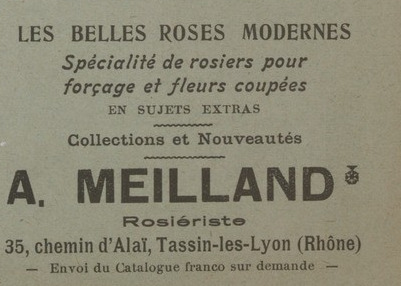'Meilland et Cie'  photo