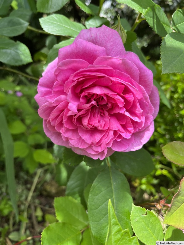 'Gertrude Jekyll ®' rose photo