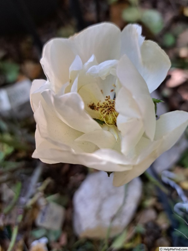 'Opalia Grimpant' rose photo