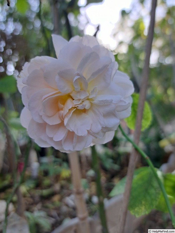 'Bordure Nacrée ®' rose photo