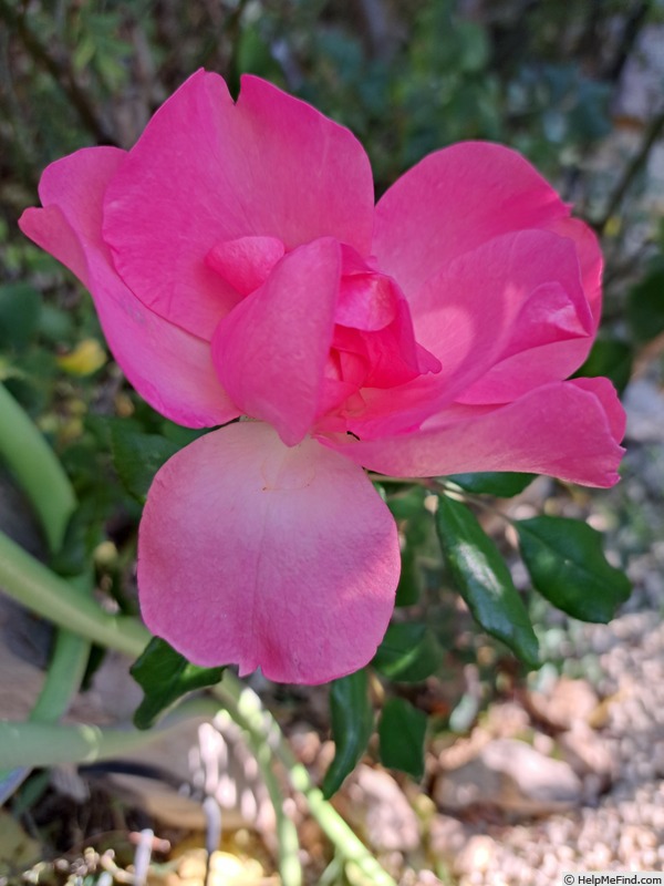 'Bordure Rose No. 2' rose photo