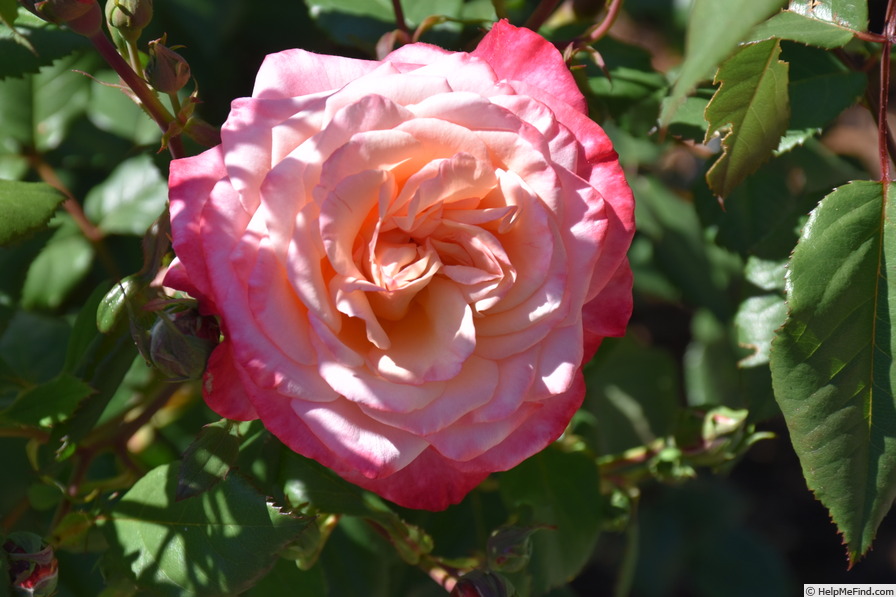 'KORgilpet' rose photo