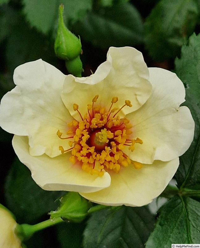 'VISperpur' rose photo