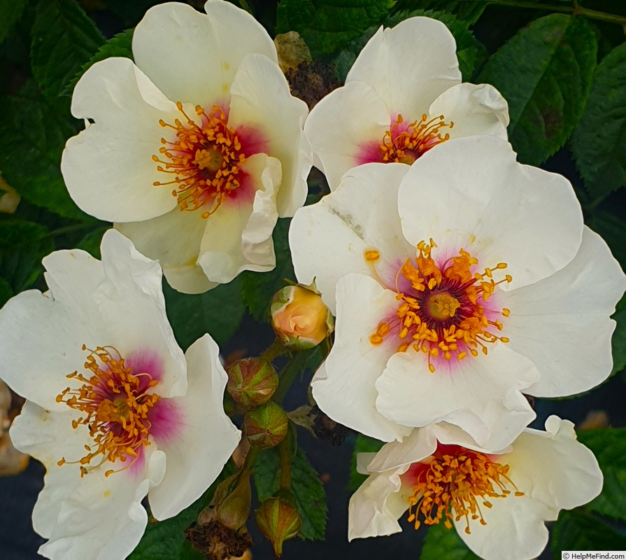 'VISperpur' rose photo