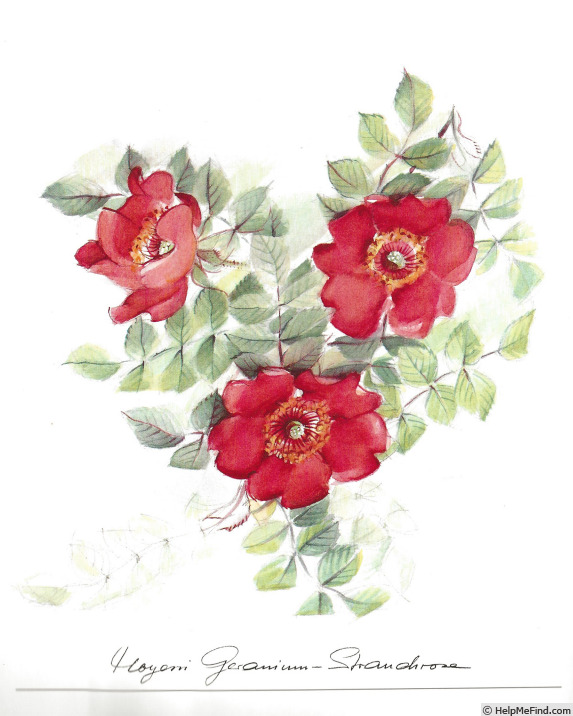 'Geranium (hybrid moyesii, 1938)' rose photo
