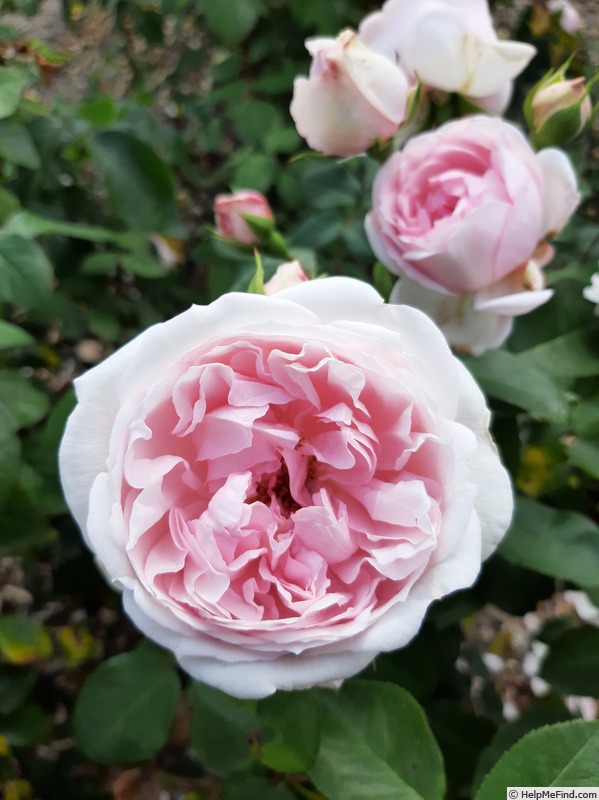 'François Demachy ®' rose photo