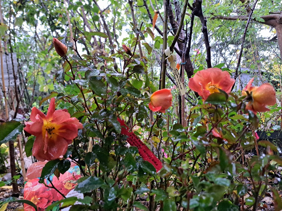 'Havanna ® (floribunda, Spek 2013)' rose photo