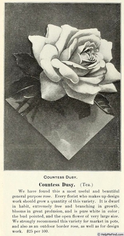 'Comtesse Dusy' rose photo