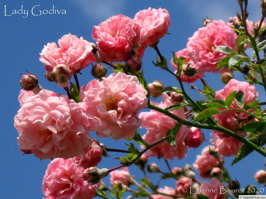 'Lady Godiva' rose photo