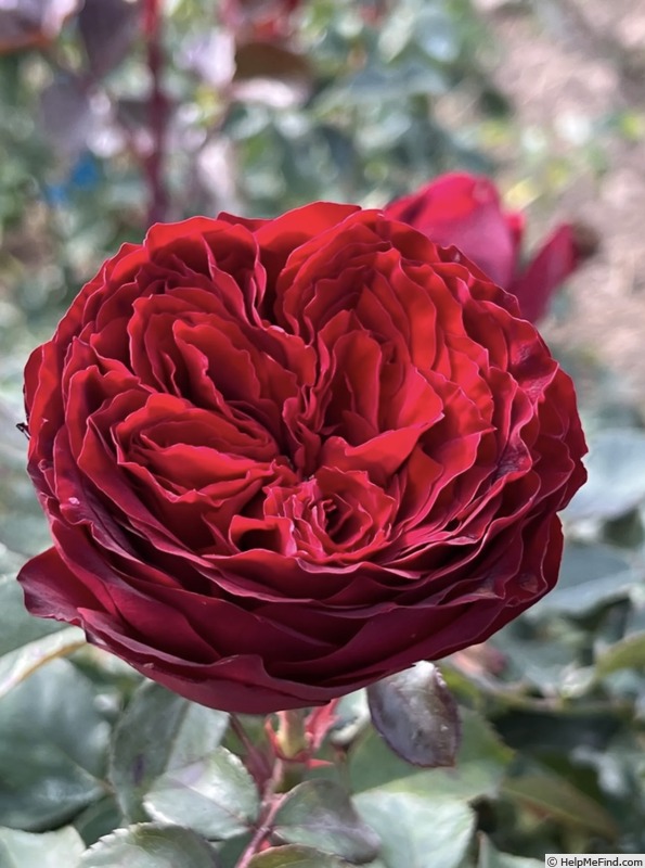 'Back in Black' rose photo