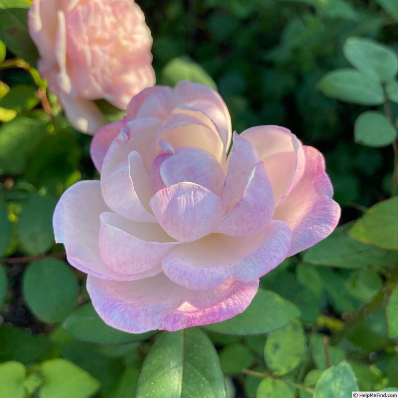 'Cyd's Compassion' rose photo
