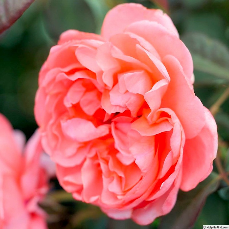 'English Coral' rose photo