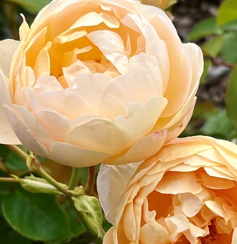 'Dannahue ®' rose photo