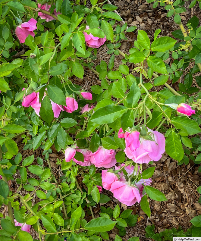 'Pink Phoenix' rose photo