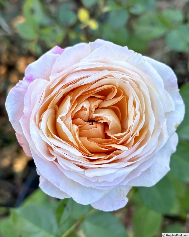 'Angels Delight (floribunda, Jalbert, 2022)' rose photo